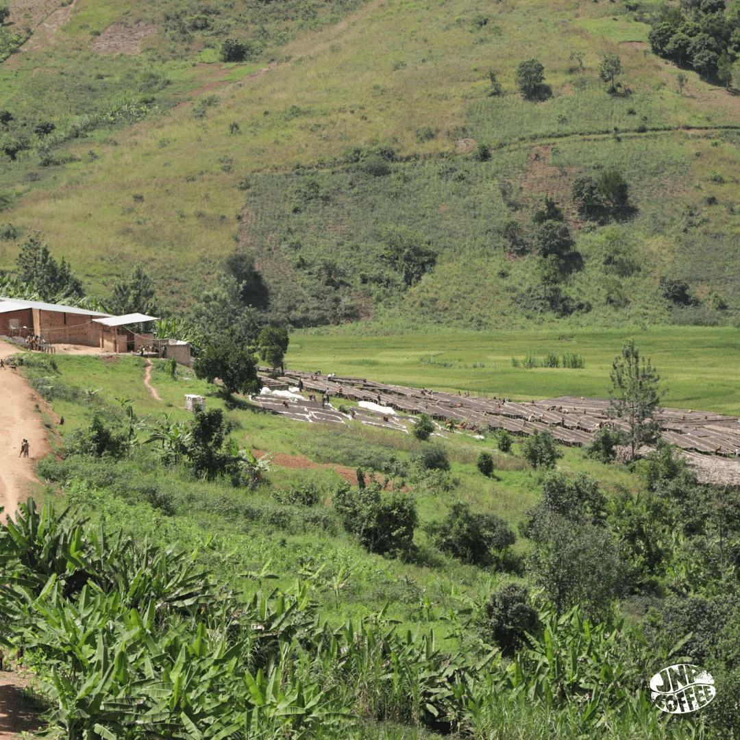 Burundi Hafi Bourbon Natural - Image 2
