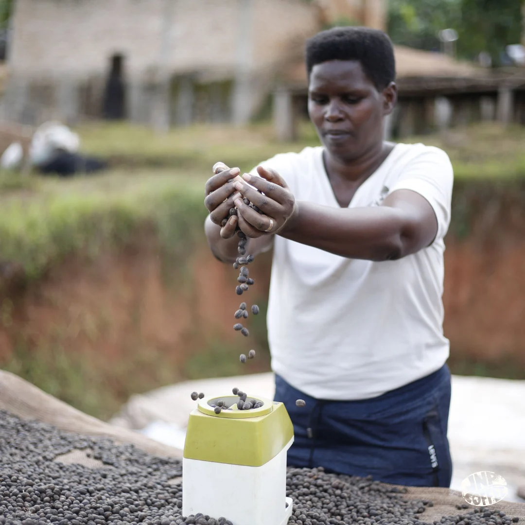 Burundi Hafi Bourbon Natural - Image 3