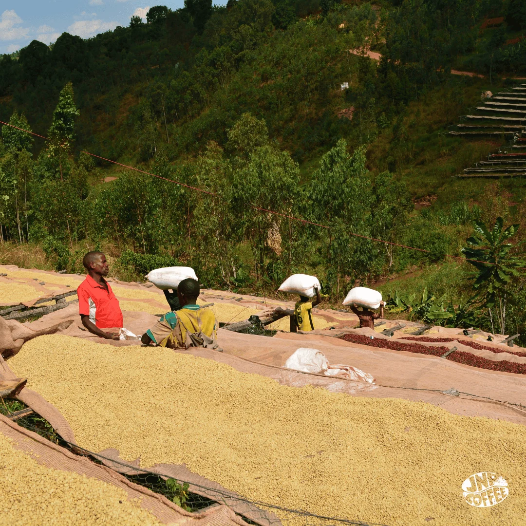 Burundi Incuti Bourbon Washed - Image 3