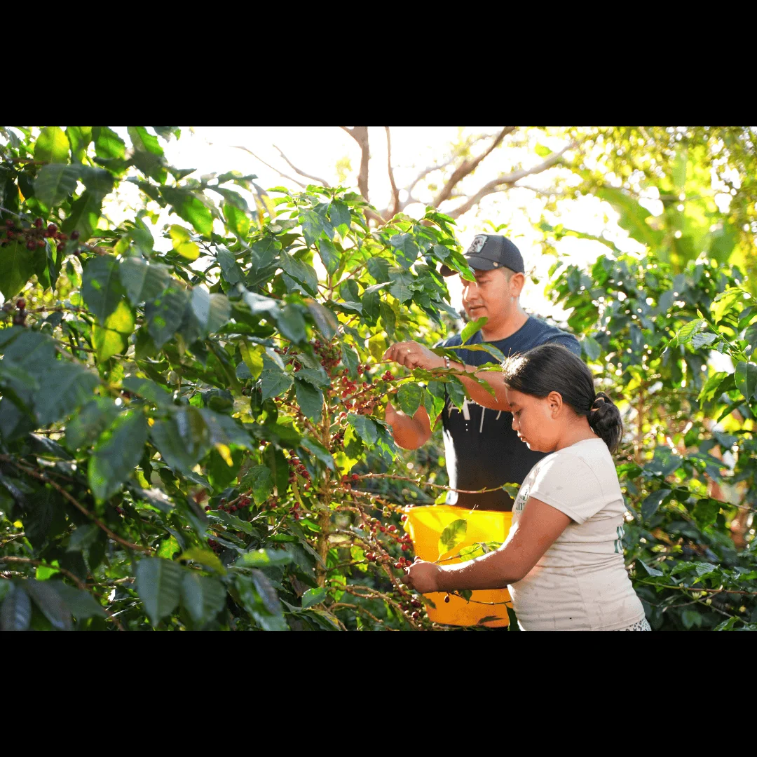 Colombia Huila Gesha Washed - Image 3