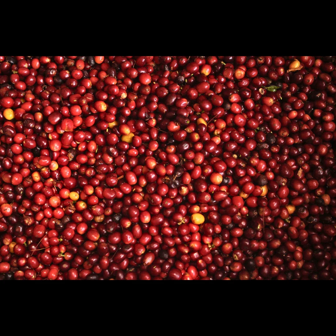 Colombia Palestina Bourbon Aji - Image 3