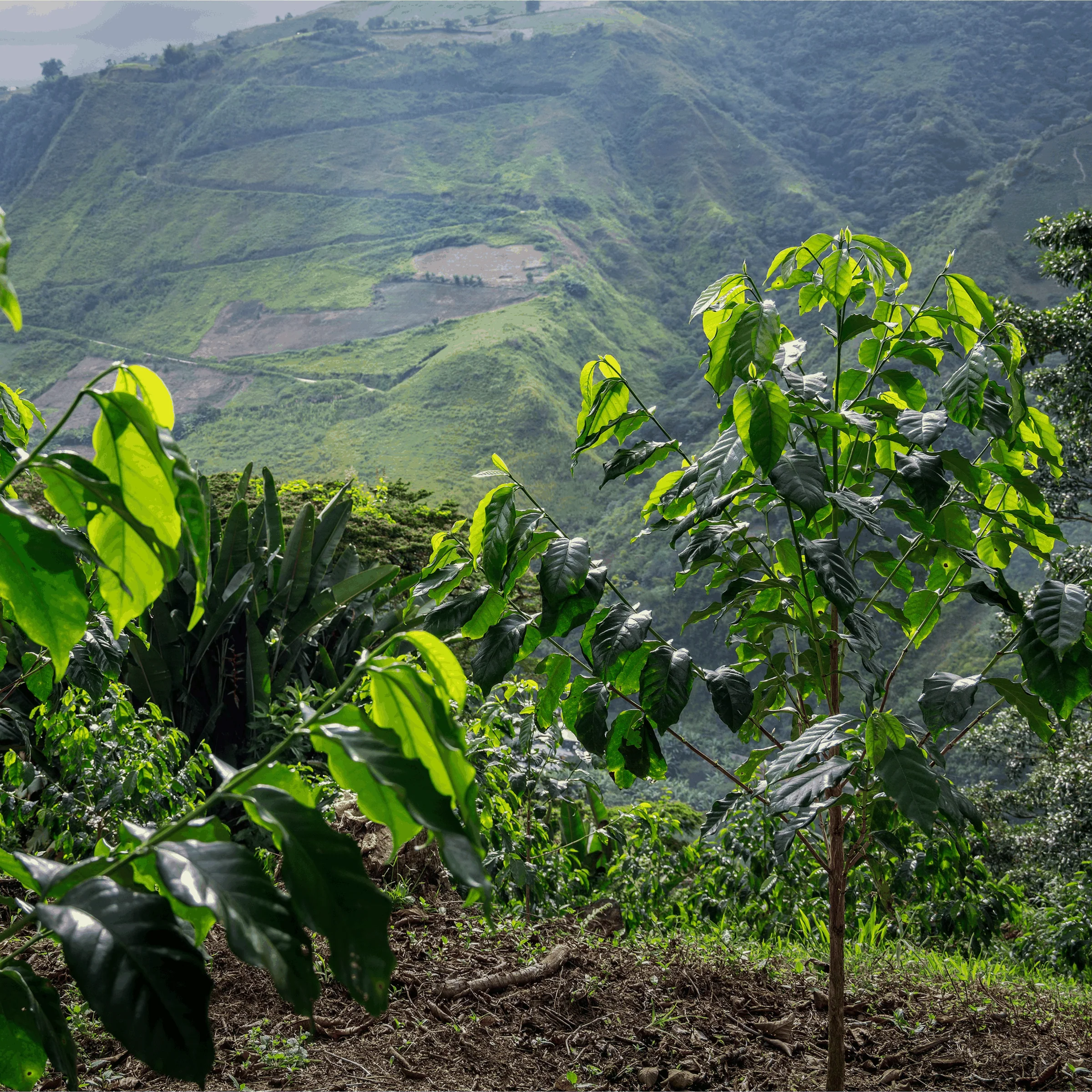 Ecuador Putushio Typica Mejorado Washed - Image 3