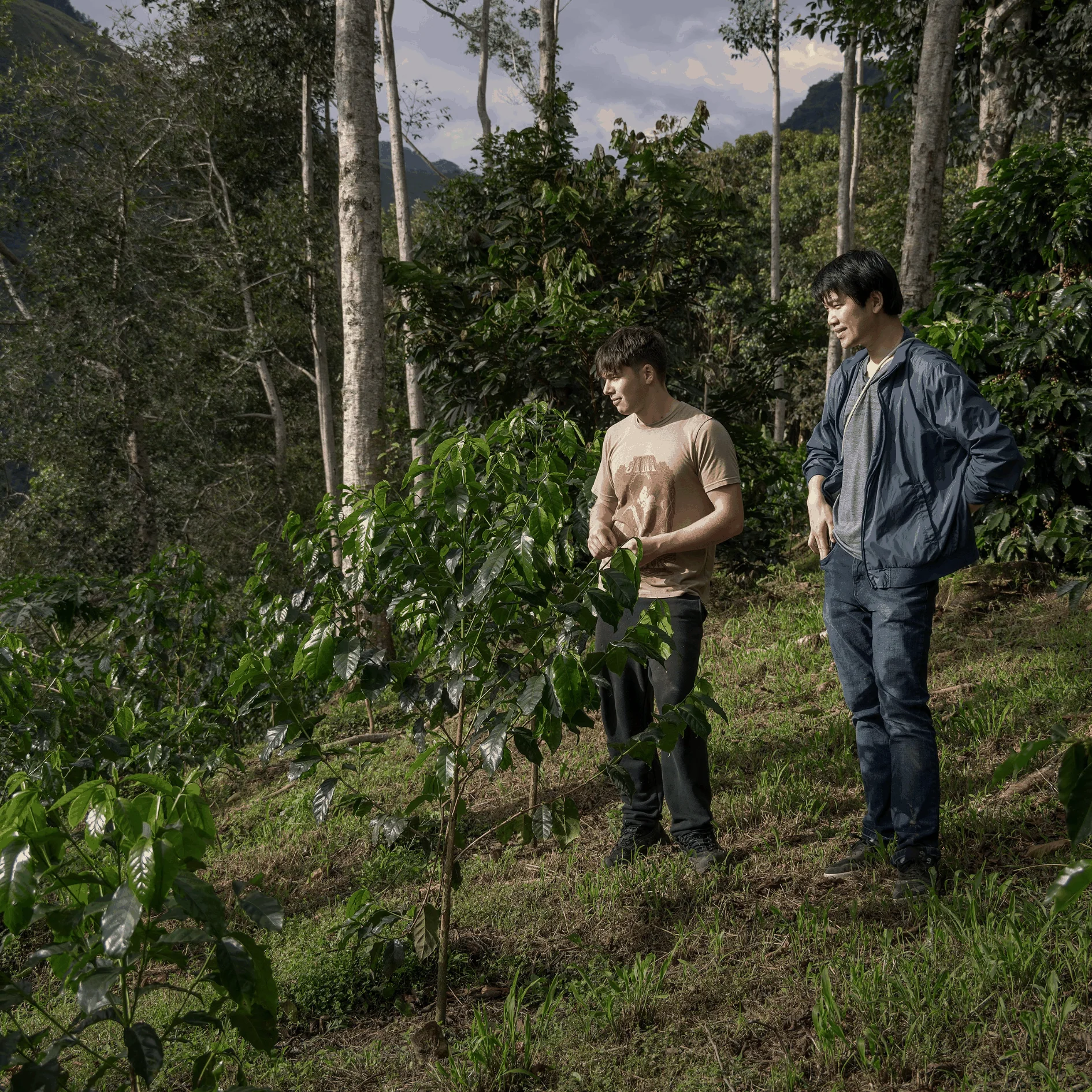 Ecuador La Soledad Pepe Jijon Wave Cold Ferment Typica Mejorado - Image 2